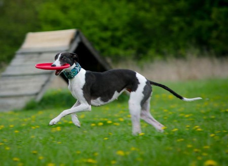 Závody frisbee (Majetín u Olomouce, 27.9.2014)